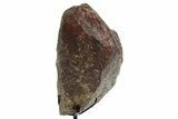 Fossil Sauropod Vertebra Section with Metal Stand - Colorado #363657-4